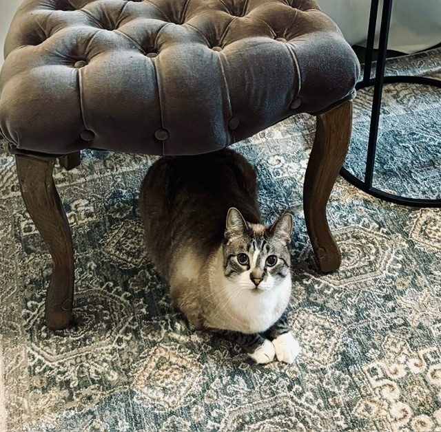 therapy kitty