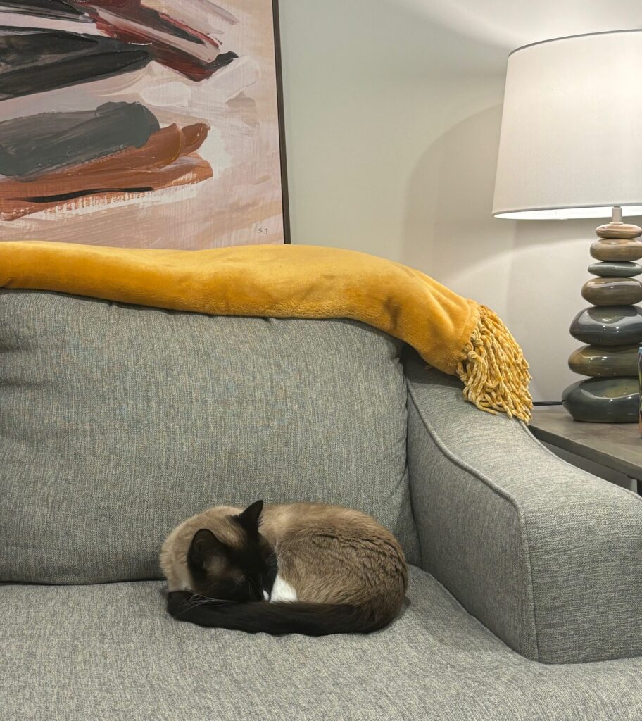 therapy cat